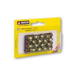 Coliflor, 16 plantas, 3 x 6 cm 13216 NOCH