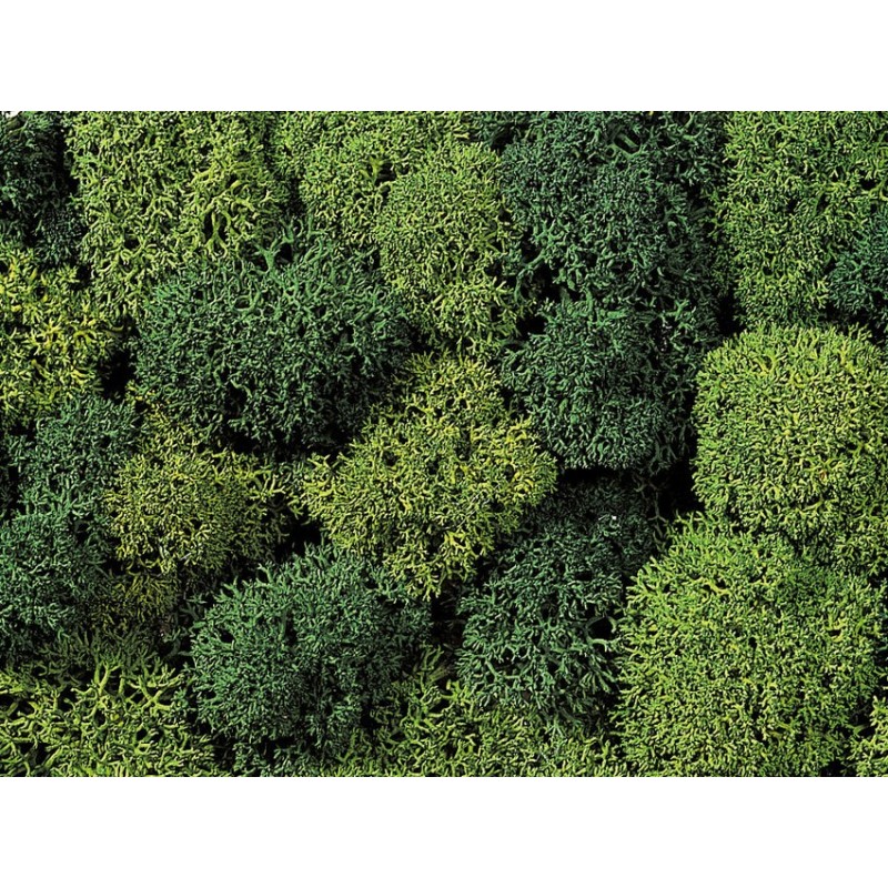 Musgo decorativo, color verde surtido 35 gr 08610 NOCH