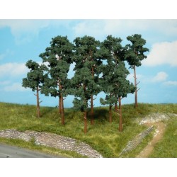 14 Pinos silvestres de 10 a 16 cm 1413 HEKI